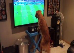 足坛神犬 在线观看,传奇犬只的足球传奇之旅 第3张 足坛神犬 在线观看,传奇犬只的足球传奇之旅 第3张