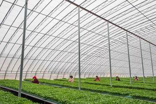 吃瓜群爆料大棚视频,吃瓜群爆料背后的农业真相 第2张 吃瓜群爆料大棚视频,吃瓜群爆料背后的农业真相 第2张