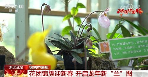 龙年新植物爆料视频,揭秘神秘龙年植物家族的绿色传奇 第3张 龙年新植物爆料视频,揭秘神秘龙年植物家族的绿色传奇 第3张